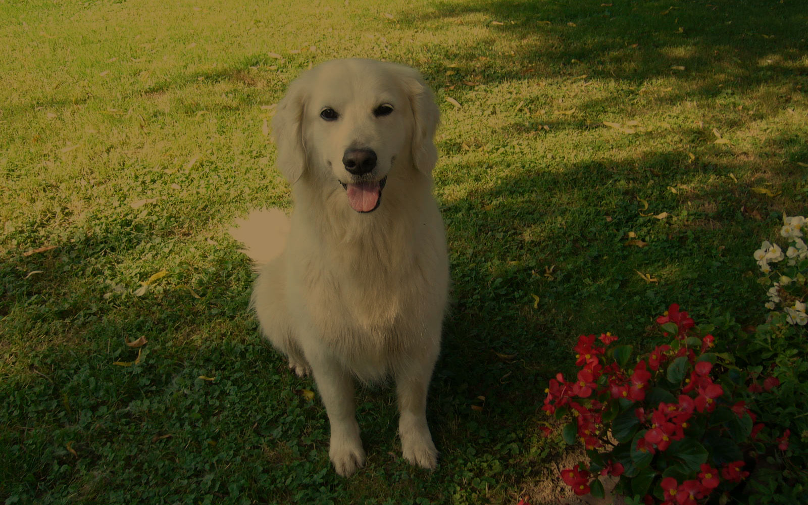 Black Forest Retrievers